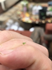 Macrosiphum