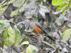 Turdus abyssinicus