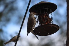 Colaptes auratus cafer