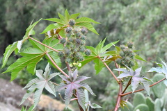 Ricinus communis