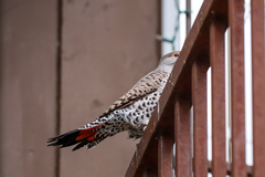 Colaptes auratus cafer