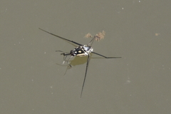 Trepobates subnitidus