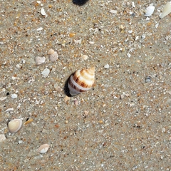 Cancellaria reticulata