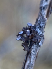 Tuckermanopsis sepincola