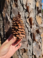 Pinus elliottii