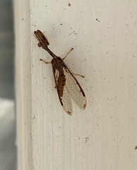 Dicromantispa interrupta