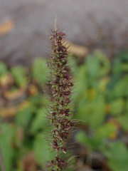 Setaria verticillata