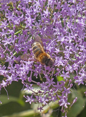 Apis mellifera