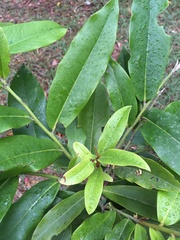 Diospyros blancoi