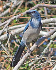 Aphelocoma coerulescens