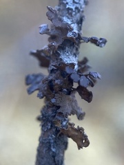 Tuckermanopsis sepincola