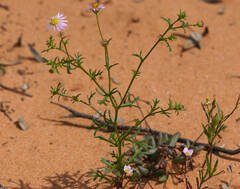Brachyscome ciliaris brachyglossa