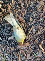 Leiothlypis peregrina