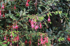 Fuchsia magellanica