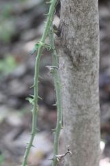 Smilax bona-nox