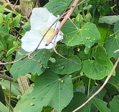 Hibiscus mutabilis