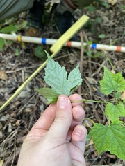 Ampelopsis glandulosa