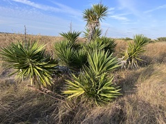 Yucca aloifolia