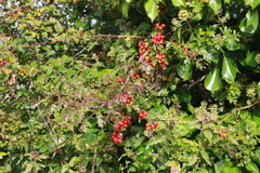 Viburnum opulus opulus