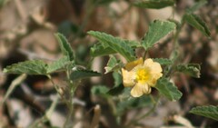 Sida abutifolia
