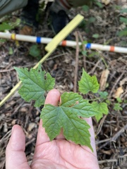 Ampelopsis glandulosa