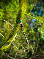Macromia