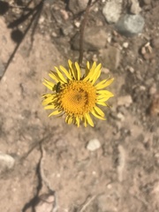 Haplopappus velutinus