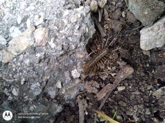 Thereuonema tuberculata