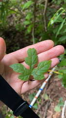 Ampelopsis glandulosa