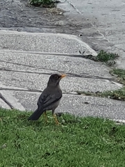 Turdus falcklandii