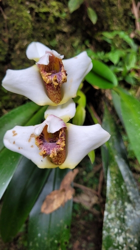 Maxillaria fletcheriana, photograph 5