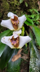 Maxillaria fletcheriana, photograph (c) Frank Dietze, some rights reserved (CC BY)