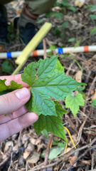 Ampelopsis glandulosa