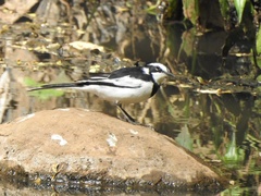 Motacilla aguimp