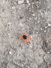 Gecarcinus lateralis