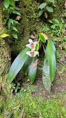 Maxillaria fletcheriana, photograph (c) Frank Dietze, some rights reserved (CC BY)