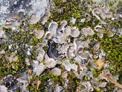 Peltigera extenuata