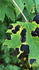 Rhytisma americanum