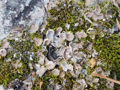 Peltigera extenuata