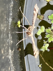 Platyptilia carduidactylus