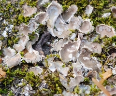 Peltigera extenuata