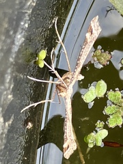 Platyptilia carduidactylus