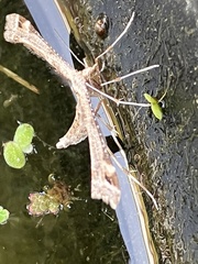 Platyptilia carduidactylus