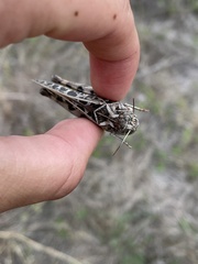 Hippiscus ocelote
