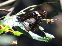 Danaus affinis