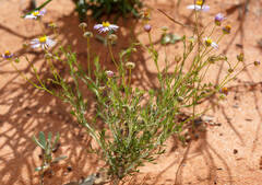 Brachyscome ciliaris ciliaris