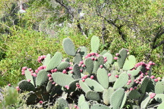 Opuntia