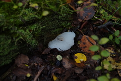 Pseudohydnum gelatinosum