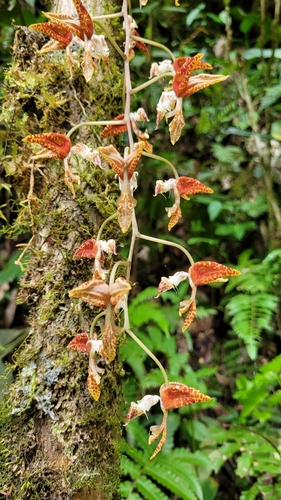 Gongora rufescens, photograph 4