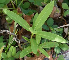 Asclepias syriaca